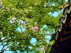 -上海醉白池公园