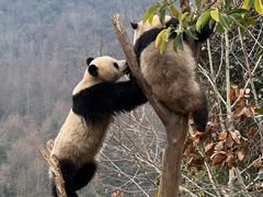 -卧龙中华大熊猫苑神树坪基地