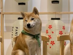 -柴迷FANS CLUB·柴犬狗咖·猫咖