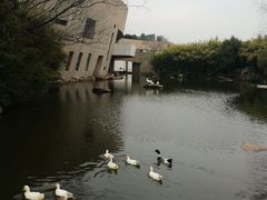 -新江湾城公园