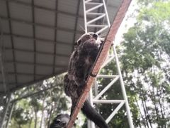 -清迈夜间动物园