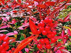 -春花秋色城市公园