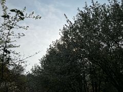 -习家池