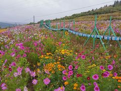 -草原天路(张北县)