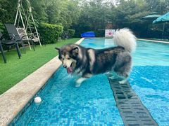 -汪说喵讲宠物乐园宠物酒店(红星美凯龙店)