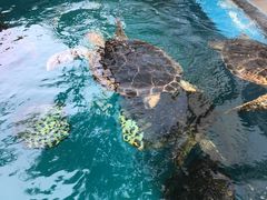 -成都浩海立方海洋公园