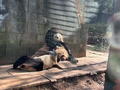 -中国大熊猫保护研究中心雅安碧峰峡基地