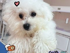 -翊宠yipet猫狗购宠庄园犬舍•猫舍