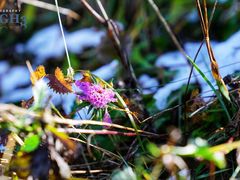 -白草畔自然风景区