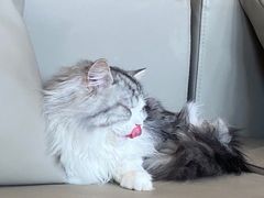 -猫腻·猫咖·撸猫馆(星光大道店)