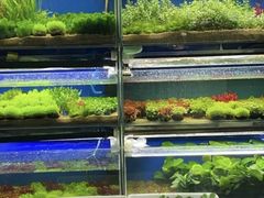 -花鸟鱼虫鲜花绿植市场(玉泉路店)