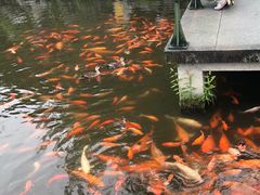 -西湖外事游船(花港观鱼码头)