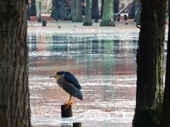 -白鹭湾湿地公园