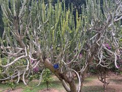 -中国科学院西双版纳热带植物园