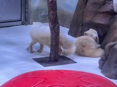 -上海海昌海洋公园-冰山北极馆