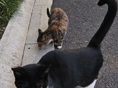 -青枫公园
