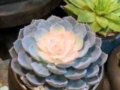 -双季花艺园艺市场(浦东店)