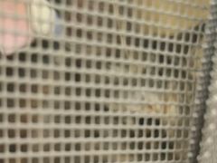 -安安宠医宠物医院·异宠·犬猫内科(岳阳分院)