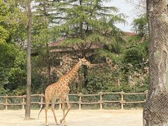-上海野生动物园