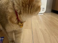 -唐小姐の私宠·宠物洗护美容·撸猫馆·购宠(周浦万达旗舰店)