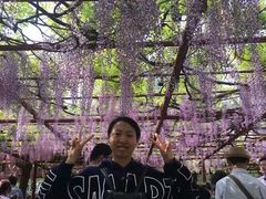 -嘉定紫藤园