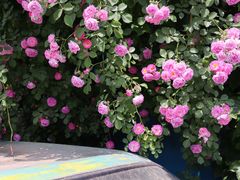 -元大都城垣遗址公园