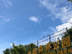 -西双版纳原始森林公园