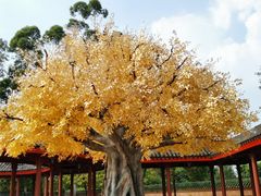 -广东圆玄道观