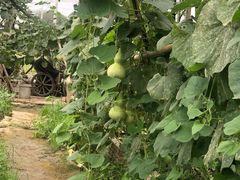 -马陆小张葡萄园农家乐