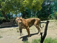-上海野生动物园老虎餐厅