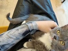 -有喵·猫咖·狗咖·30几只猫10只小狗(岗厦店)