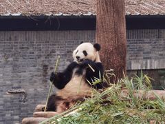 -都江堰中华大熊猫苑