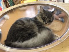 -猫にゃん · 猫的隐藏屋猫咖(麦地旗舰店)