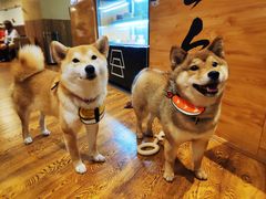 -柴务处·柴犬主题狗咖