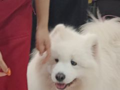 -星多哈·狗咖·拼豆·咖啡