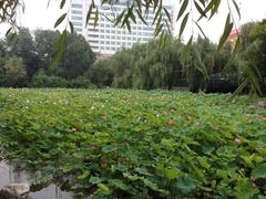 iphone_upload_pic-莲湖公园