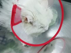 -美联众合爱康动物医院•复杂内科•肿瘤科•牙科•腔镜诊疗中心
