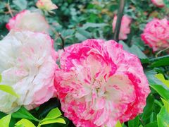 -人民公园(罗湖区)