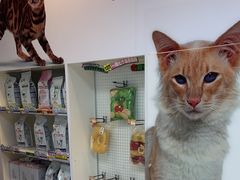 -瑞派申生动物医院·24H夜诊·国际动物医疗中心·骨外科(吴中路店)