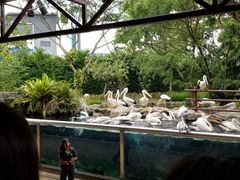 -新加坡飞禽公园