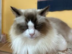 -喵小馆·猫咖狗咖猪咖·饮品店