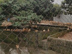 土窑鸡-满記土窑烧鷄波浪山莊
