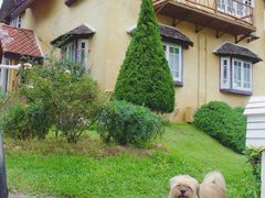 -黄色小屋