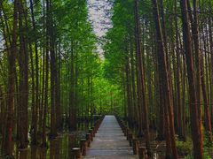 -桤木河湿地公园