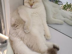 -COLOR PETS 撸猫馆·购猫·猫咖(长风大悦城店)