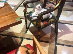 -猫色咖啡·猫咖