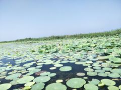 -微山湖红荷湿地景区