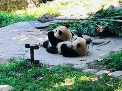 -都江堰中华大熊猫苑