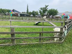 -田园东方蜜桃村的田野营地