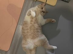 -东方名猫馆·英短金渐层布偶猫舍(环线广场1号楼店)